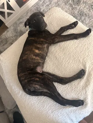 Max
