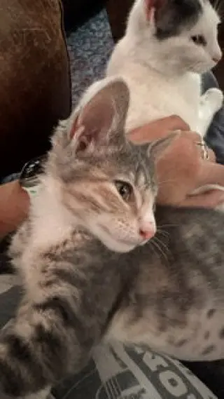 Anita