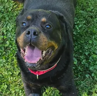 Coco
