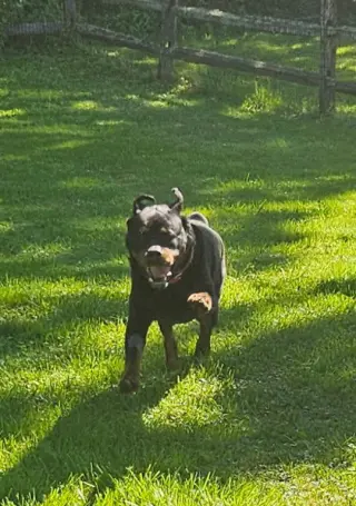 Coco