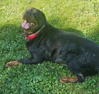 Coco