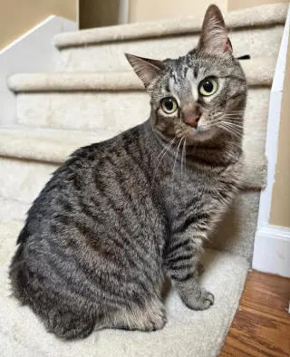 Rosie