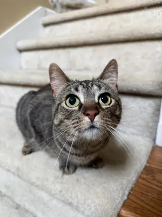 Rosie