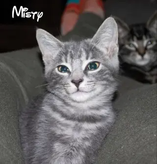 Misty
