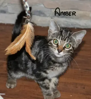 Amber