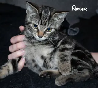 Amber
