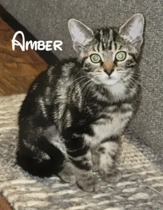 Amber