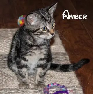 Amber