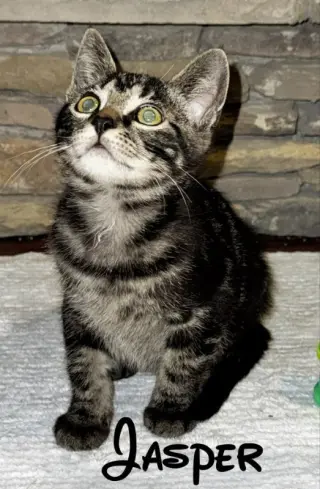Jasper
