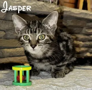 Jasper