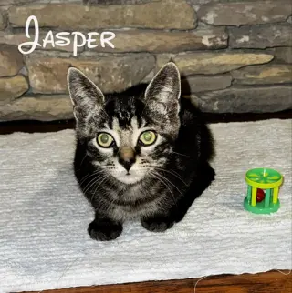 Jasper