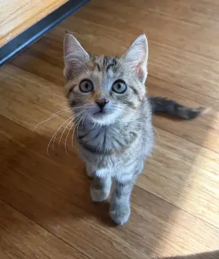 Mallory
