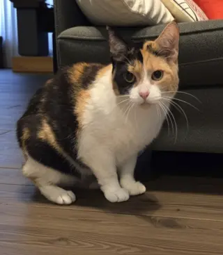 Pom Pom