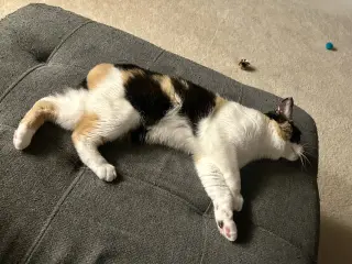 Pom Pom