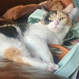 Pom Pom