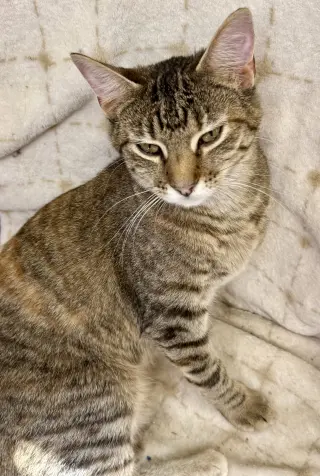 Hazel