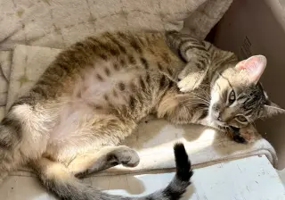 Hazel
