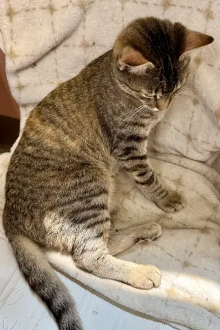Hazel