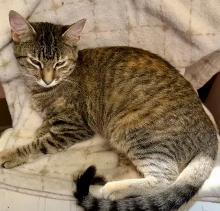 Hazel