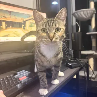 Delgato