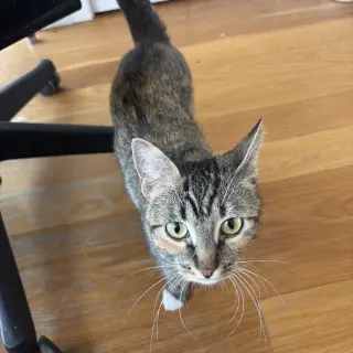 Delgato