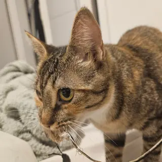 Delgato