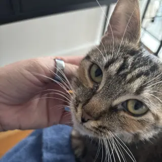 Delgato