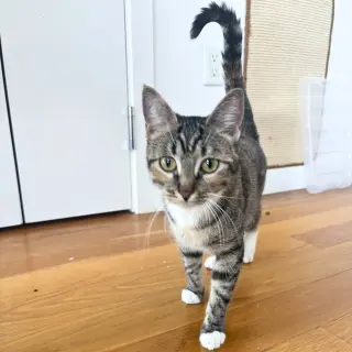 Delgato