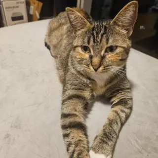 Delgato