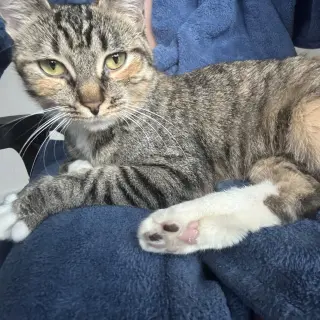 Delgato