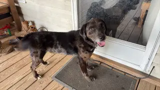 Rocco (10yo, 38lbs)