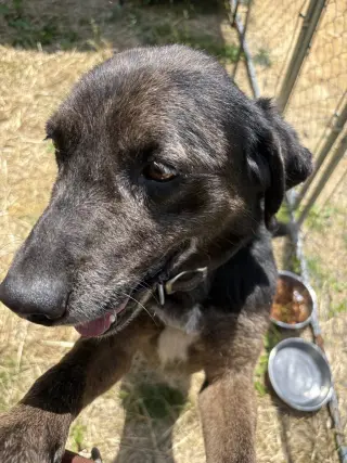Rocco (10yo, 38lbs)