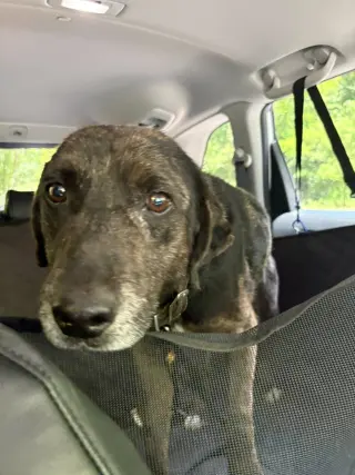 Rocco (10yo, 38lbs)