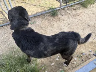 Rocco (10yo, 38lbs)