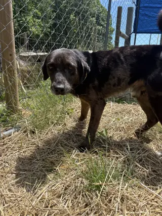 Rocco (10yo, 38lbs)
