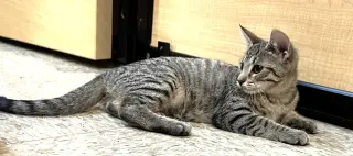 stella