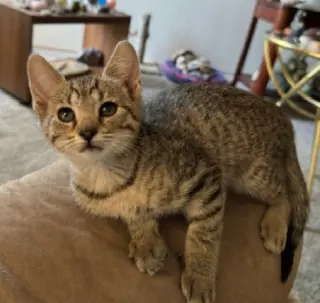 stella