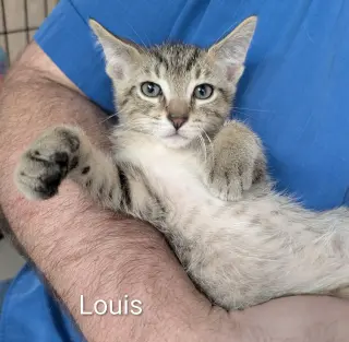 Louis 5.23.26 (med waiver)