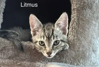 Litmus 5.23.26 (med waiver)