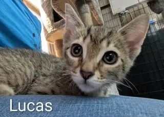 Lucas 5.23.26 (med waiver)