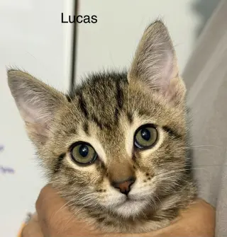 Lucas 5.23.26 (med waiver)