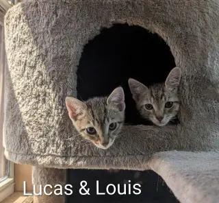 Lucas 5.23.26 (med waiver)