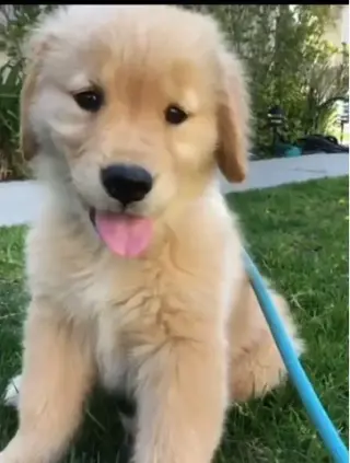 Golden retrievers for new home