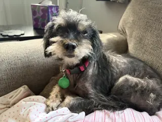 Muzzie