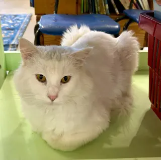 Falkor II