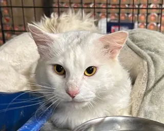 Falkor II