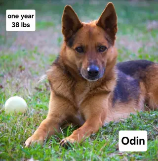 Odin Dixon