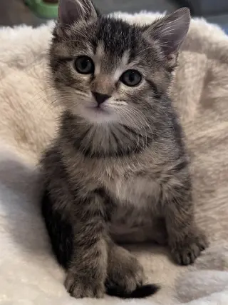 Ella (  Monica )