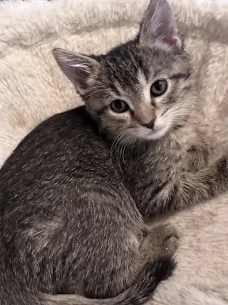 Ella (  Monica )