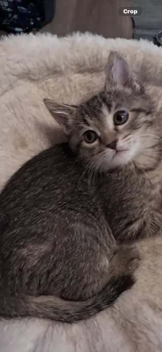 Ella (  Monica )